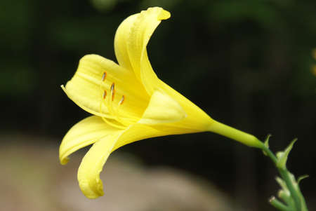 An early spring flower in bloom on a contrasting background.の写真素材