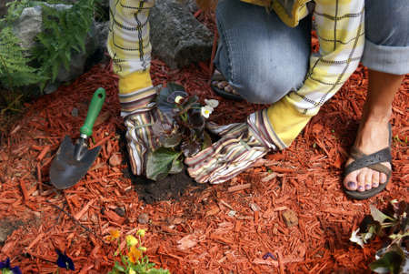 A gardener plants a few flowers in the garden.の写真素材
