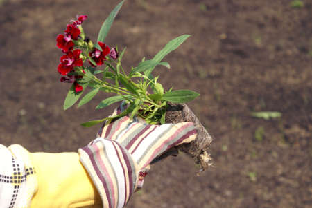 A gardener holds some flowers that are going to be planted in the garden.の写真素材