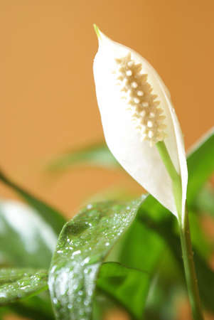 A closeup shot of a beautiful peace lily plant in bloom.の写真素材