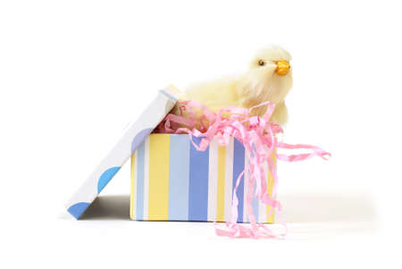 A baby chick is in a colorful gift box.の写真素材