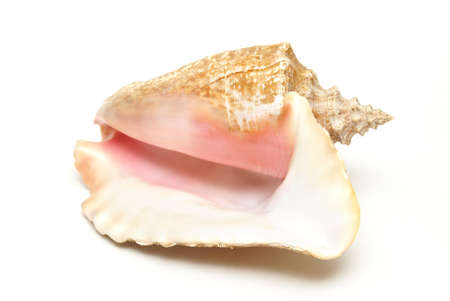 An isolated shot of a large conch shell found in the oceans in the Caribbean.
