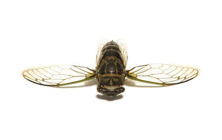 A cicada, tibicen davisi, is isolated on a white background.