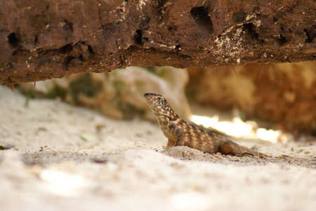 A closeup shot of a curlytail lizard found on the beach.