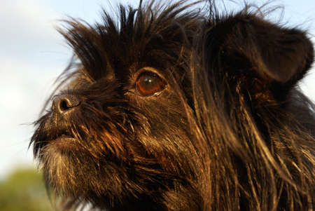 A closeup shot of a beautiful female Yorkshires face.