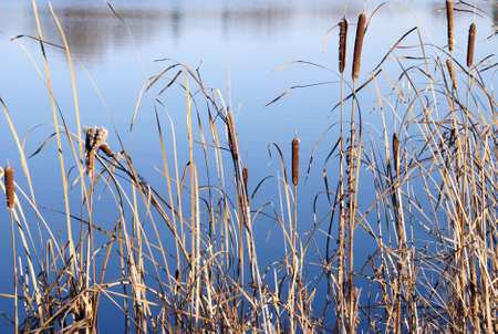 A close range shot of cattails on the shore of the Rideau River during a brisk autumn day.の写真素材