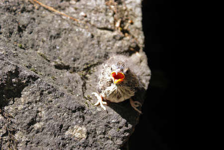 A baby robin on the ground looks at the viewer.の写真素材