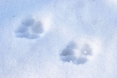 A set of dog tracks in the winter snow.の写真素材