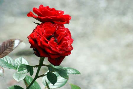 A couple of roses zoomed in from the rest of the bush.の写真素材