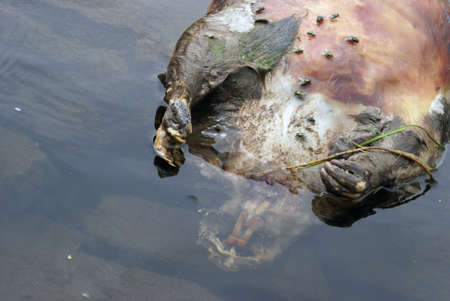 The body of a dead beaver floats on top of the water.