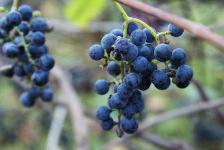 Closeup of a bunch of wild grapes ripened at the start of Autumn in Ontario, Canada.