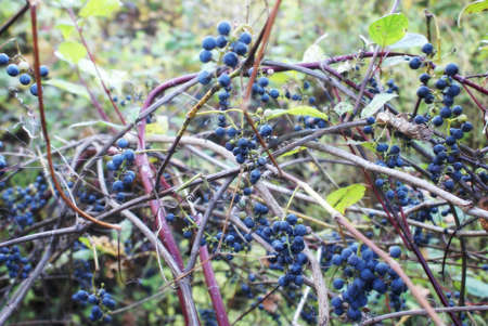 Closeup of a bunch of wild grapes ripened at the start of Autumn in Ontario, Canada.