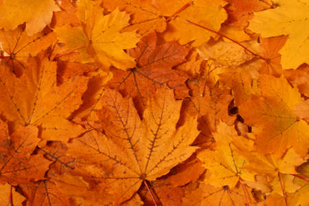 Closeup of a maple leaves during the changing colors of fall.の写真素材