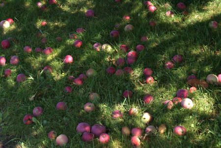 The seasonal dropping of Apples onto the grounds below.の写真素材