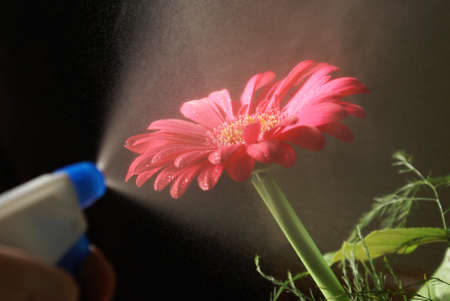 A gardener water mists a gerber to keep the flower vibrant and healthy.の写真素材