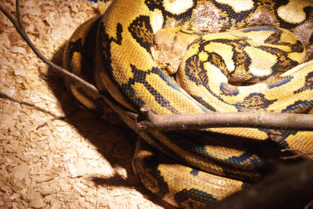 This view is closeup on the intriguing wonders of the devious stare given by the snake.