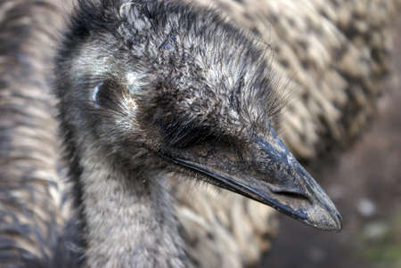 Closeup view of the face of an Emu.の写真素材