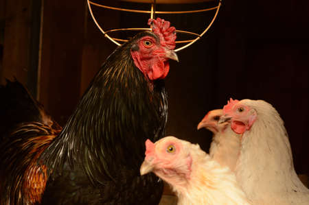 A proud Rooster greets three hens in the coop.