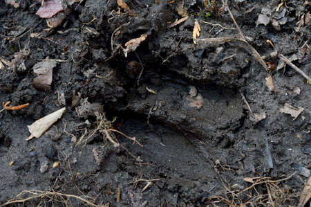 A whitetail deer has left a foot print in the mudd along the trail.の写真素材