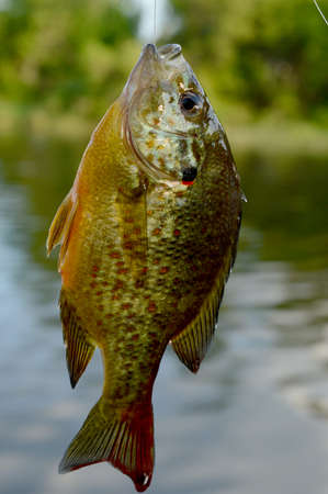 A profile side view of a sunfish caught during the outdoor past time.
