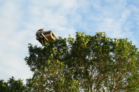 A dsitant view of an osprey nest built on a pole for conservation of the species.