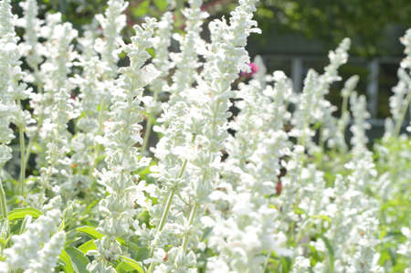 A variety of tall white plants found inside the garden during the summertime.