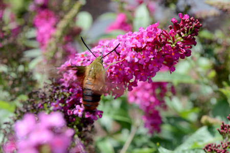 A view of a hummingbird moth collecting nectar from a flower found inside the garden during the...