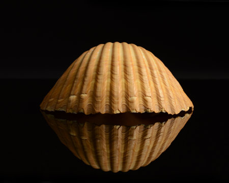 A seashell detailed in the shadow texture over a dark black reflective background.の写真素材