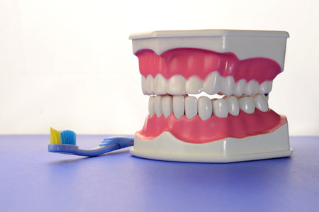 A dental tooth model and blue toothbrush remind us to brush our teeth.の写真素材