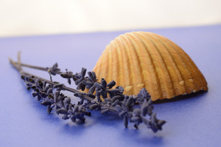 A calming image of a seashell and lavender over a blue and white background.の写真素材