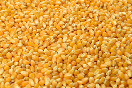 A closeup of whole kernel corn making a full frame background image.の写真素材