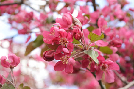 A closeup view of springtime cherry tree blossoms during the daytime sunlight.の写真素材