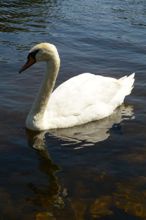 A solo swan swimming on the fresh river water.の写真素材