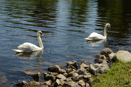 A couple of white swans swimming on the river shoreline during the daylight hours.の写真素材
