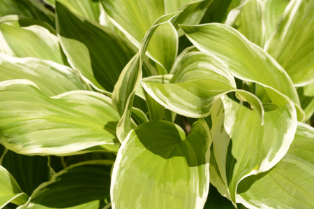 A full frame of green leafy foliage found in the garden bed during late spring sunshine.の写真素材