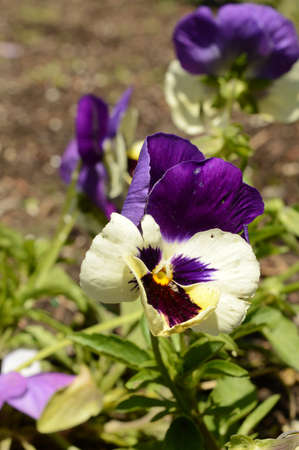 A closeup view of some fresh healthy Purple Pansy Flowers in the garden.