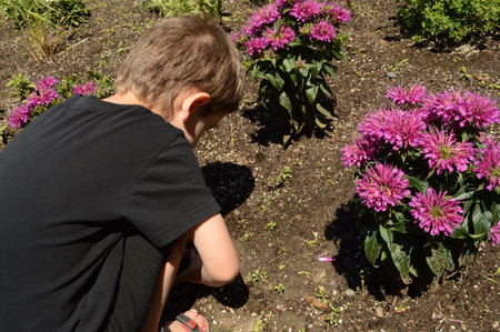 A young kindergarten boy is helping in the garden.の写真素材