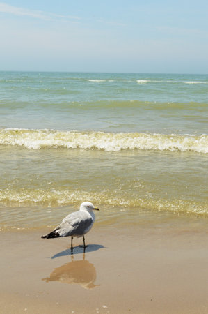 The lone seagull stands at the waters edge overlooking the waves splashing shore during a sunny day with morning mist on the horizon.の写真素材
