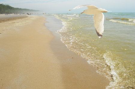 A coastal view of the shoreline at Lake Ontario during the late springtime heat.の写真素材