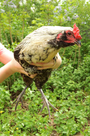 A youth farmer is showing off her Rooster thatâs up for sale.の写真素材