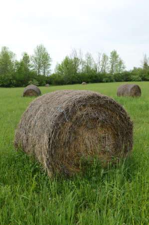 A closeup vertical shot of hay bales in a farming field where they rest to dry in the sun and air.の写真素材