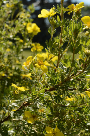 A small flowering bush or shrub with blooms of yellow flowers.の写真素材