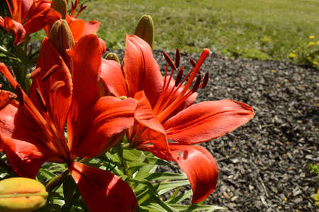 A closeup of some common orange lily flowers blooming in the garden while being brightly lit by the sunshine.の写真素材