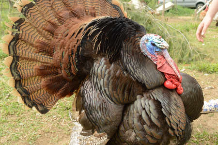A Tom Turkey showing off his feathers for those around him on the farm.の写真素材