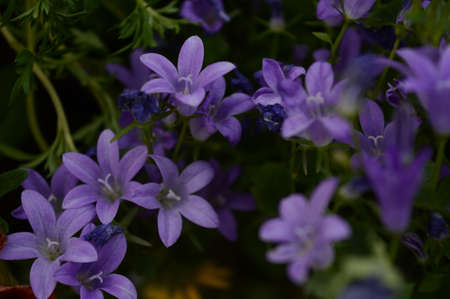 A closeup of a bunch of freshly bloomed purple flowers in the green foliage.の写真素材