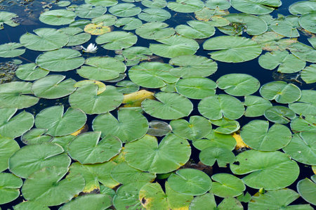 A closeup view of lily pads resting on top of the pond.の写真素材