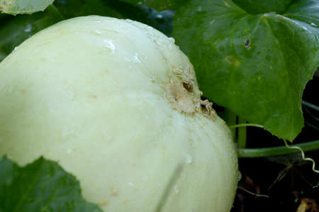 Fresh from the vine gourd garden is a closeup honey dew melon ready for the picking.の写真素材