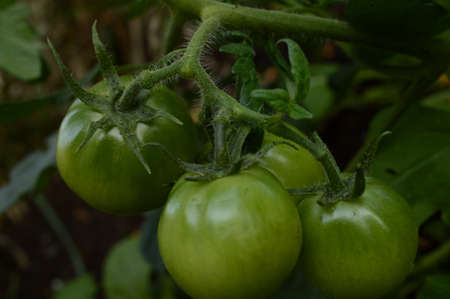 A bunch of fresh vine Tomatoes ready for picking and ripining.の写真素材