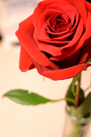 A single long stem red rose in a vertical composition.の写真素材