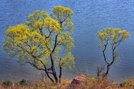 Spring and at the river - extensive acacia over waterの写真素材